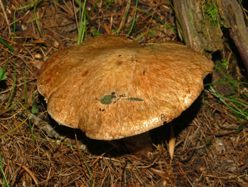 Un Boletus da determinare